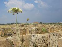 Blick auf den Tempel E in Seliunt