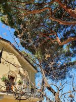 Santa Maria di Castellabate, Zedrachbaum oder Paternosterbaum oder persischer Flieder