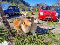 Wachhunde bei San Severino