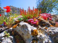 Herrliche Farbenpracht