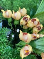 Orchideenausstellung Eric Young