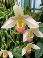 Orchideenausstellung Eric Young