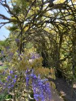 Blauregen - Jersey Gartentour