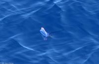 Whale Watching Tour - Portugiesische Galeeren