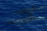 Whale Watching Tour - Großer Tümmler