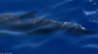 Whale Watching Tour - Großer Tümmler