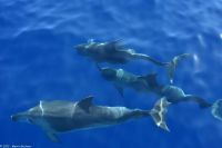 Whale Watching Tour - Großer Tümmler