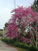 Judasbaum