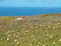 Cabo da Roca - Mittagsblumen