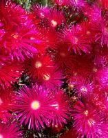 Tag 2 - Blütenpracht.jpg