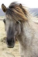 Island-Pferd
