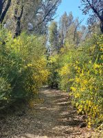 Tag 7 - Ginsterallee.jpg