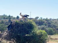 Tag 7 - Störche.jpg