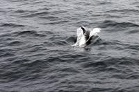 Dann waren es doch mehr Weißschnauzendelfine