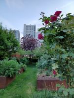 im Kräutergarten nähe Hotel