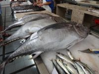 Thunfisch in der Markthalle