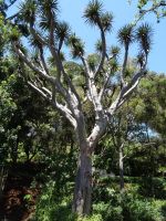 Funchal - Botanischer Garten , Drachenbaum
