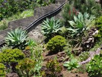 Funchal - Botansicher Garten , Aloe Vera