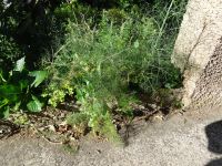 Levada-Wanderung - Fenchel