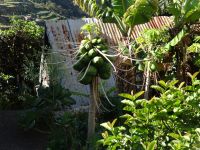 Levada-Wanderung - Papaya