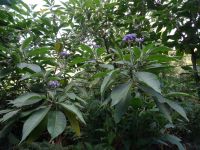 Levada-Wanderung - Tabakpflanze