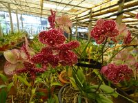 Quinta do Boa Vista = Orchideen Garten