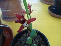 Orchideen - Garten - Vanillenorchidee