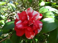 Blume