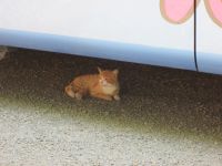 auch das Kätzchen sucht einen Schattenplatz