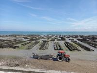 Austernbänke bei Ebbe in Cancale