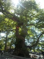 DSCN5942.JPG    alte Platane Krasi