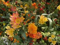 Um diese Jahreszeit ein Feuerwerk der Farben…