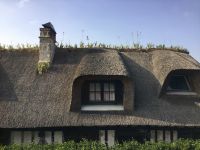 frisch gedeckt mit Iris