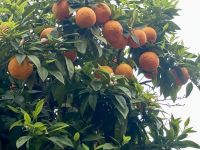 es wächst dank des guten Klimas