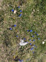 Sehr artenreich auf dem Monte Baldo