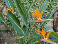 Halbinsel von Sorrent - Strelitzien