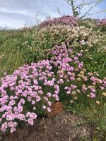 Steilküste Guernsey (2).jpeg