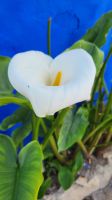 Flusskreuzfahrt Douro - Calla in Óbidos