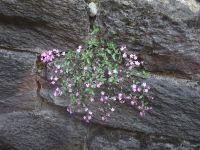 Mauerblümchen