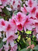 Rhododendron