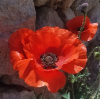 Noch eine Mohnblume am Wegesrand, Malta