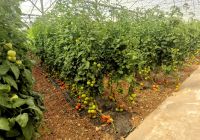 Tomatenzucht auf Malta