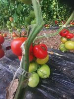 Bis zu 12 Kilo wirft eine einzige Pflanze ab, wie sind wir da neidisch, Malta