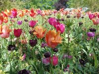 Keukenhof