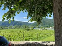 Weinreben Dürnstein