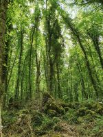 Apulien, Gargano, Foresta Umbra