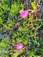 Apulien, Gargano, afrikanische Mittagsblume