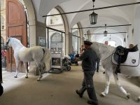 Stallungen in Wien 