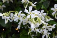 Tag 1 13.05.2022 Corte Casteletto, Jasminhecke