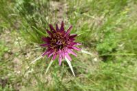 Tag 3 15.05.2022 Spoerri Garten  